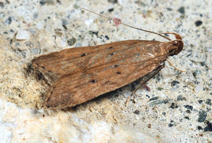 Helcystogramma lutatella